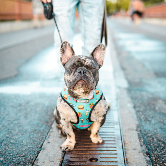 merle french bulldog on a leash